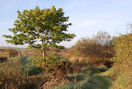 Early moring campsite with sycamore tree